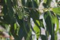 Vivero y plantaciones eucalipto 1